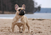 franzoesische-bulldogge-am-strand-1024x706.jpg