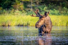 Canada-Ontario ''Algonquin Park'' (8).jpg