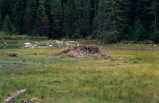 Canada-Ontario ''Algonquin Park'' Beverbouw.jpg