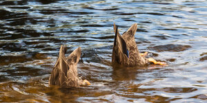 Canada-Ontario ''Algonquin Park'' (28).jpg