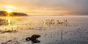 Canada-Ontario ''Algonquin Park'' (29).jpg