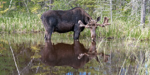 Canada-Ontario ''Algonquin Park'' (30).jpg