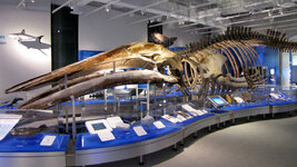 Canada-Ontario ''Ottawa'' Canadian Museum of Nature (4).jpg