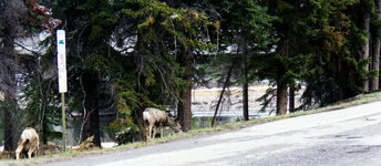 Canada-Alberta ''Banff'' Luxton museum (5).jpg