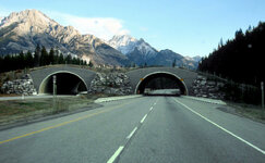 Canada-Alberta ''Banff'' National Park ''Wildlife Overpass'' (1).JPG