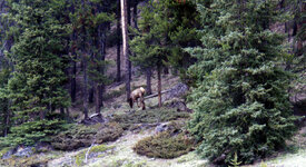 Canada-Alberta ''Bow Valley Parkway'' (3).jpg