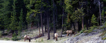 Canada-Alberta ''Bow Valley Parkway'' (4).jpg