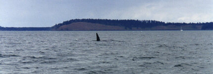 Canada-Britisch Columbia ''Victoria'' Whale Watching (3).jpg