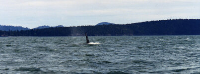 Canada-Britisch Columbia ''Victoria'' Whale Watching (4).jpg