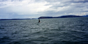 Canada-Britisch Columbia ''Victoria'' Whale Watching (5).jpg