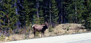 Canada-Alberta ''Jasper National Park Icefields Parkway'' (8).jpg