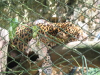 Colombia-Cali ''Zoo'' (15).JPG