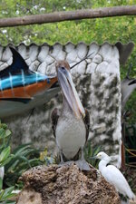 Colombia-Cartagena ''Isla de Rosario'' (12).JPG