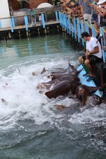 Colombia-Cartagena ''Isla de Rosario'' (36).JPG