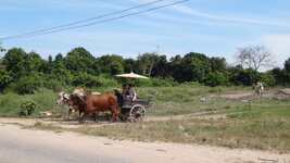 Bueffelkarre_Pattaya_DSC06043.jpg