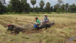 ricefield_DSC01423.jpg