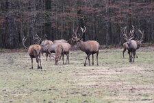 Duitsland-Berchtesgaden ''Königssee-Hirsche'' (4).JPG