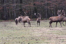 Duitsland-Berchtesgaden ''Königssee-Hirsche'' (5).JPG