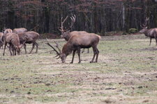 Duitsland-Berchtesgaden ''Königssee-Hirsche'' (7).JPG