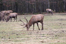 Duitsland-Berchtesgaden ''Königssee-Hirsche'' (8).JPG