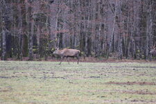 Duitsland-Berchtesgaden ''Königssee-Hirsche'' (10).JPG