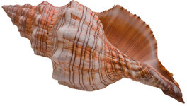 tf_conch-shell-9-in.jpg