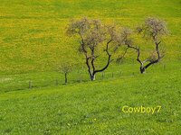 cowboy-13-4.jpg