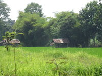 surin khon kaen lom sak 009.JPG