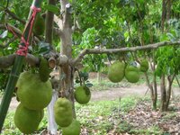 pattaya_obstfarm._016.jpg