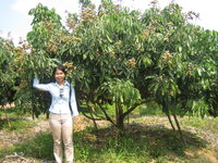 pattaya_obstfarm._027.jpg