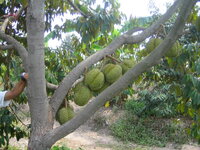 pattaya_obstfarm._029.jpg