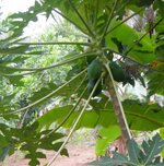 207-013-papaya-thailand.jpg