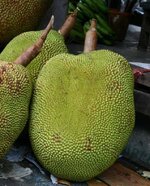 jackfruit1.jpg