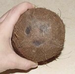 coconut1.jpg