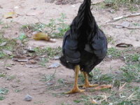 Huhn-2.jpg