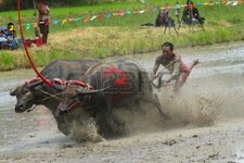 buri-city-thailand--june-19-participant-at-the-annual-buffalo-water-racing-in-chonburi-city-thai.jpg