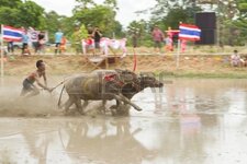 itionally-a-buffalo-buffalo-racing-festival-on-1-july-2012-chonburi-thailand-buffalo-racing-fest.jpg