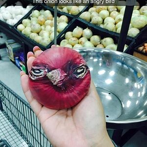 Onion