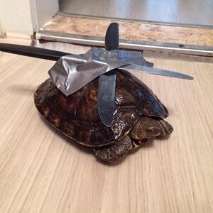 Ninjaturtle