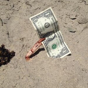 Usd-crab