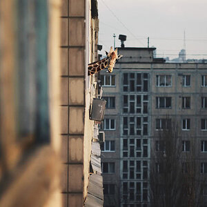 Giraffe-Fenster