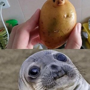 Potatoseal