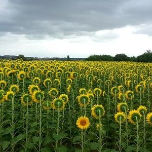 BeleidigteBlume