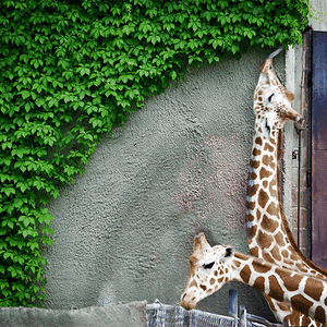 Giraffen