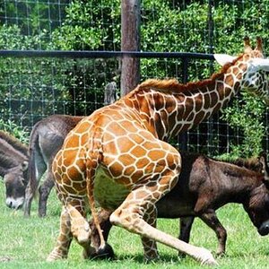 FuckingGiraffe