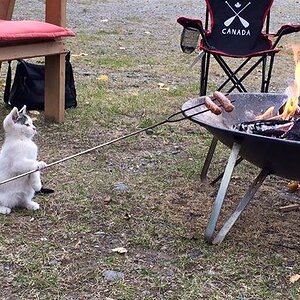 Grillkatze