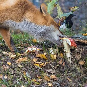 Sucht-Fuchs