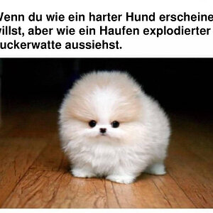 HaterHund