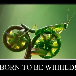 Borntobe Wild