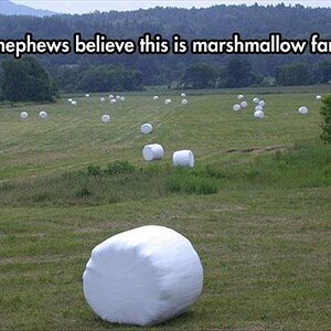 MarshMellows